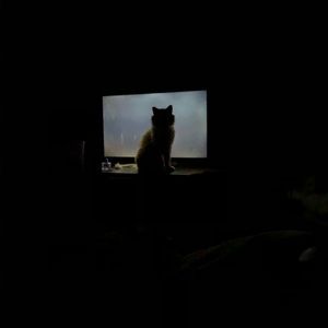 Meet your Posher, Tabby